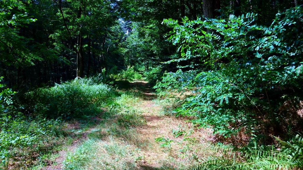 Jakobsweg Wald WanderVeg Domibility