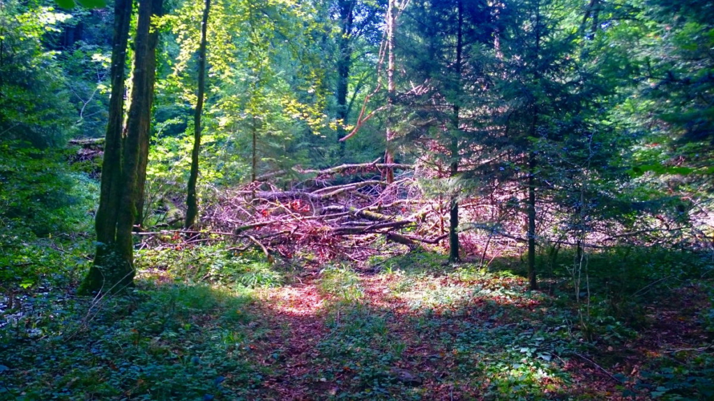 Der Jakobsweg empfing mich nicht immer mit offenen Armen sondern legte mir auch häufig "Steine" oder eben Baumstämme in den Weg #wanderveg #jakosbweg #tagebuch #steineimweg